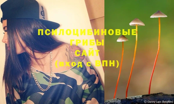прущие грибы Абинск